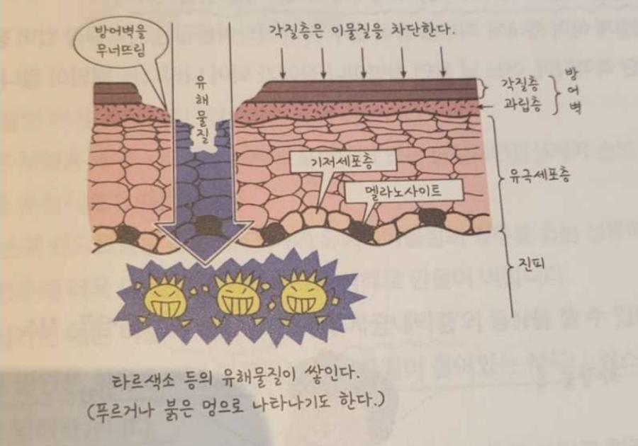 경피흡수와 체내 축적